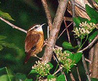 Caralina Wren